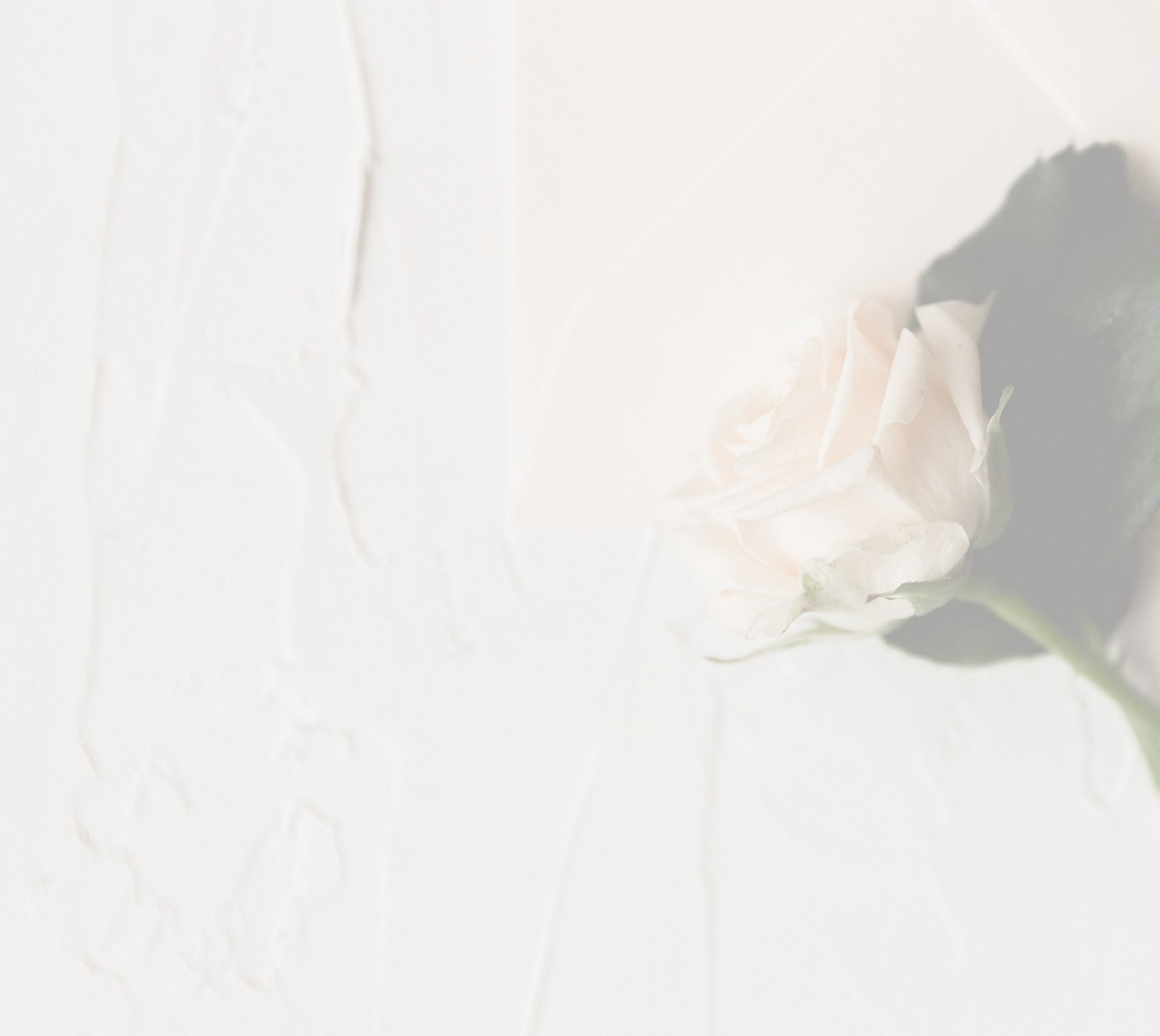 Photo of the rose - Mobile Image